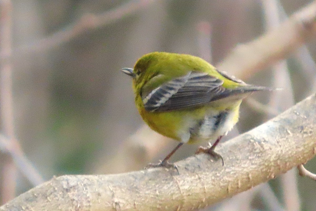 Pine Warbler - ML650777327