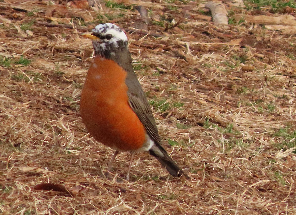 American Robin - ML650777347