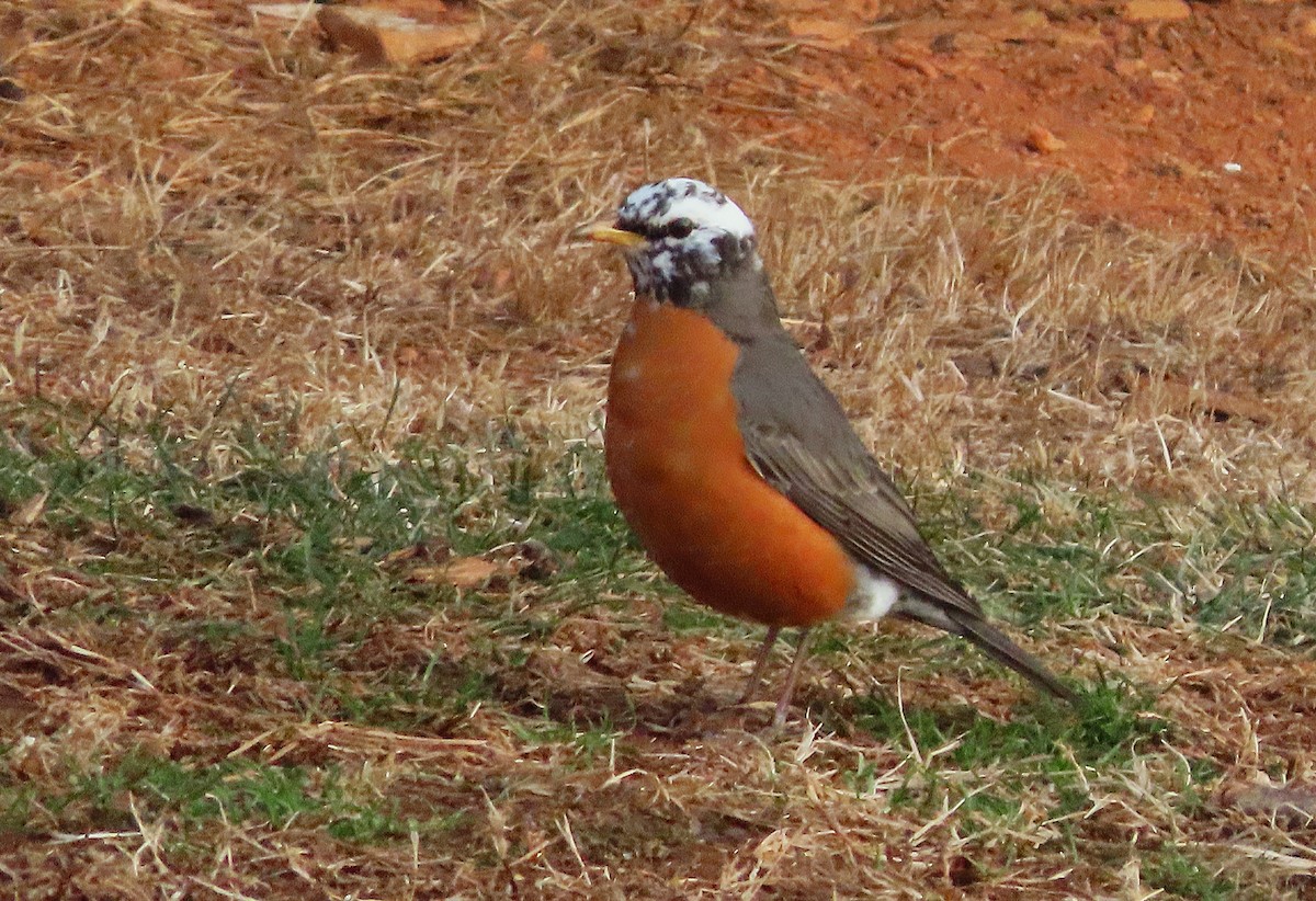 American Robin - ML650777348