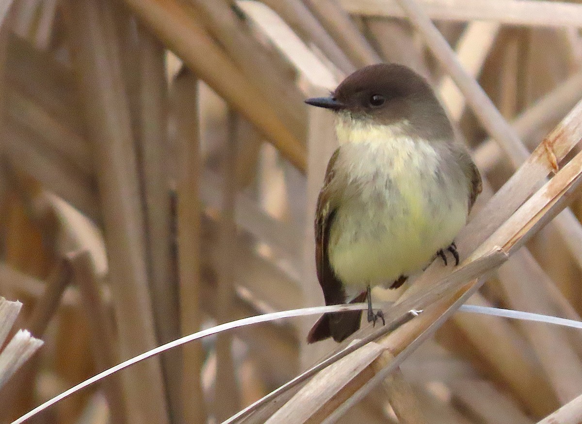 Eastern Phoebe - ML650777367