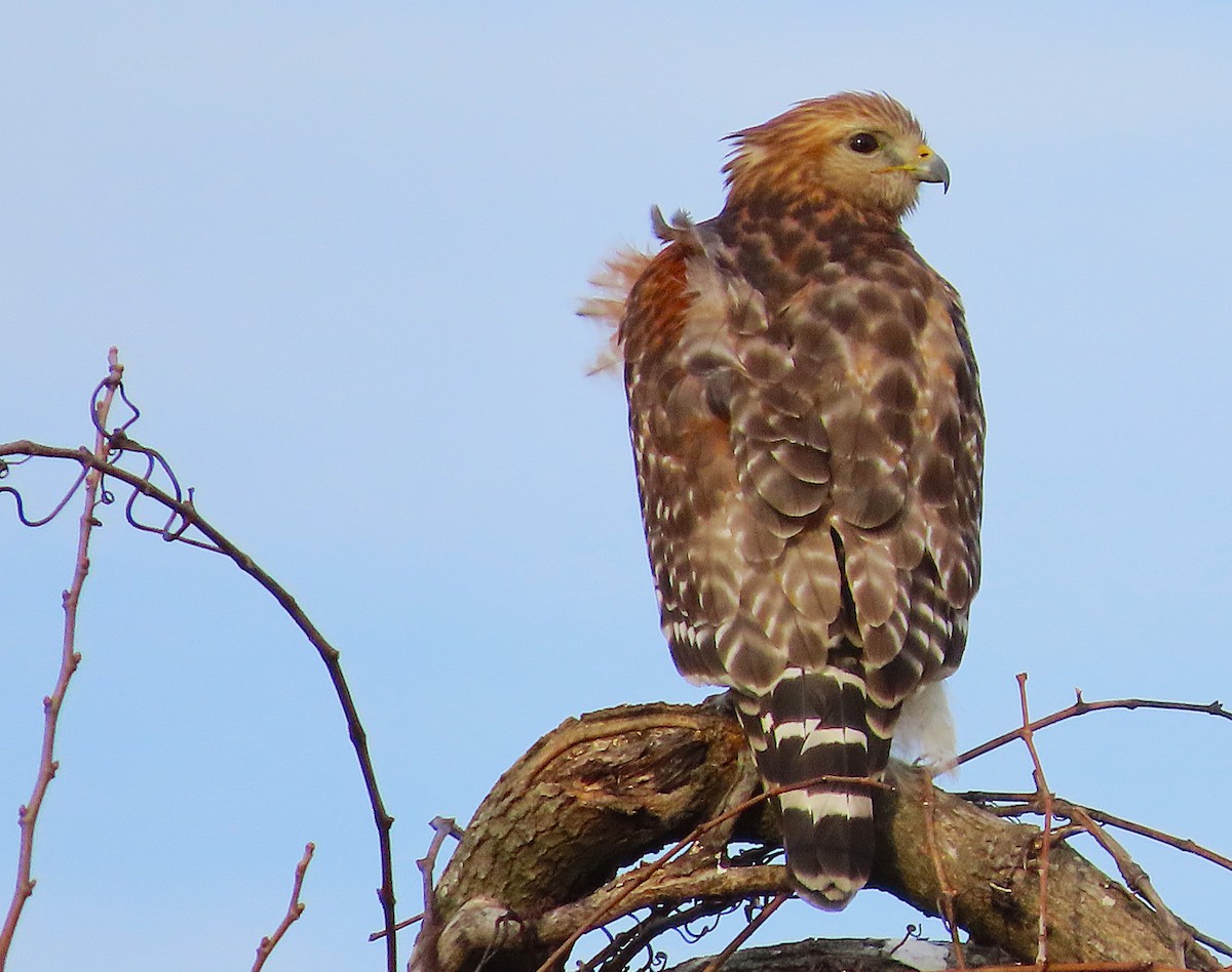 Red-shouldered Hawk - ML650777378