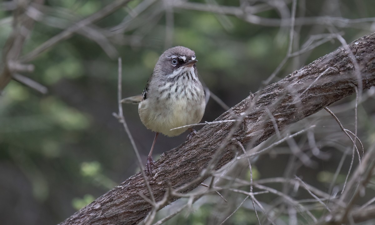 Spotted Scrubwren - ML650777802