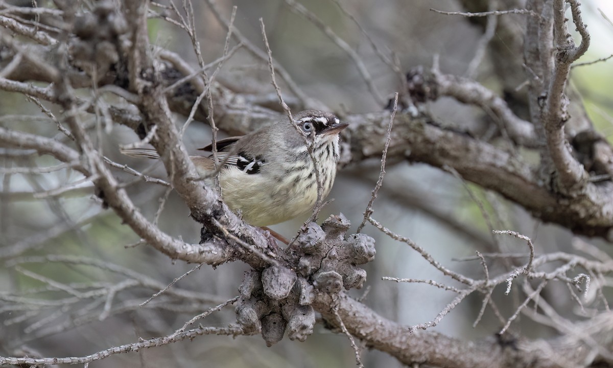 Spotted Scrubwren - ML650777803
