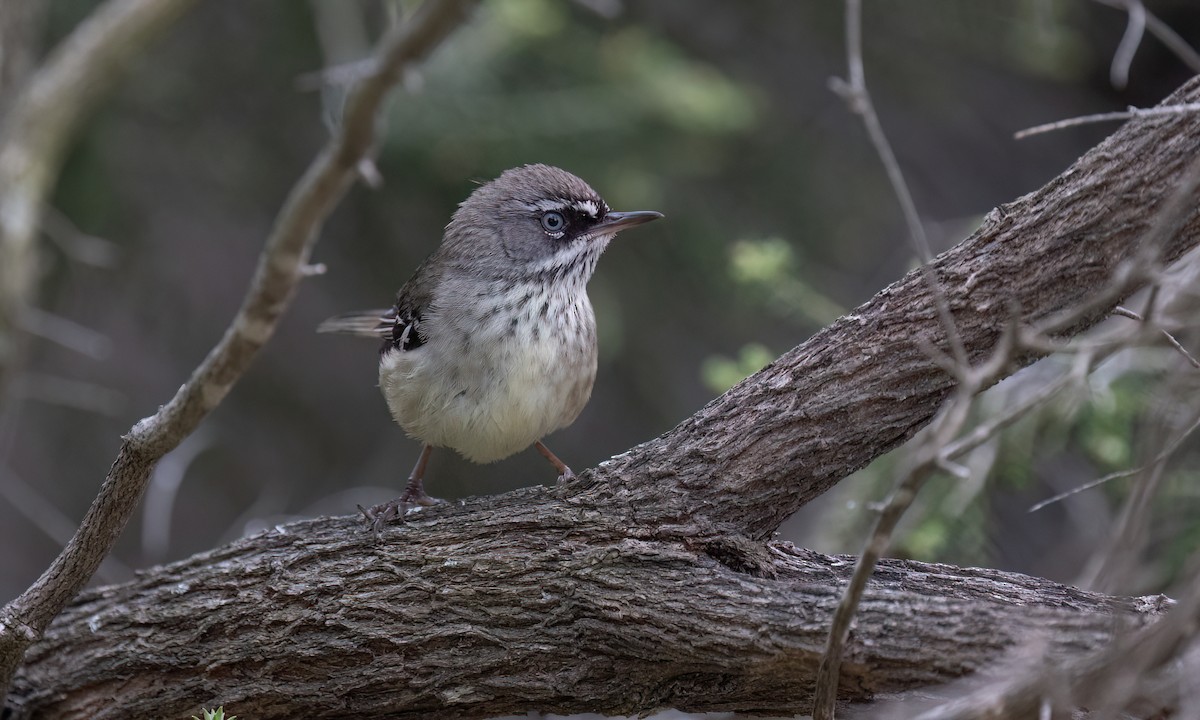 Spotted Scrubwren - ML650777804