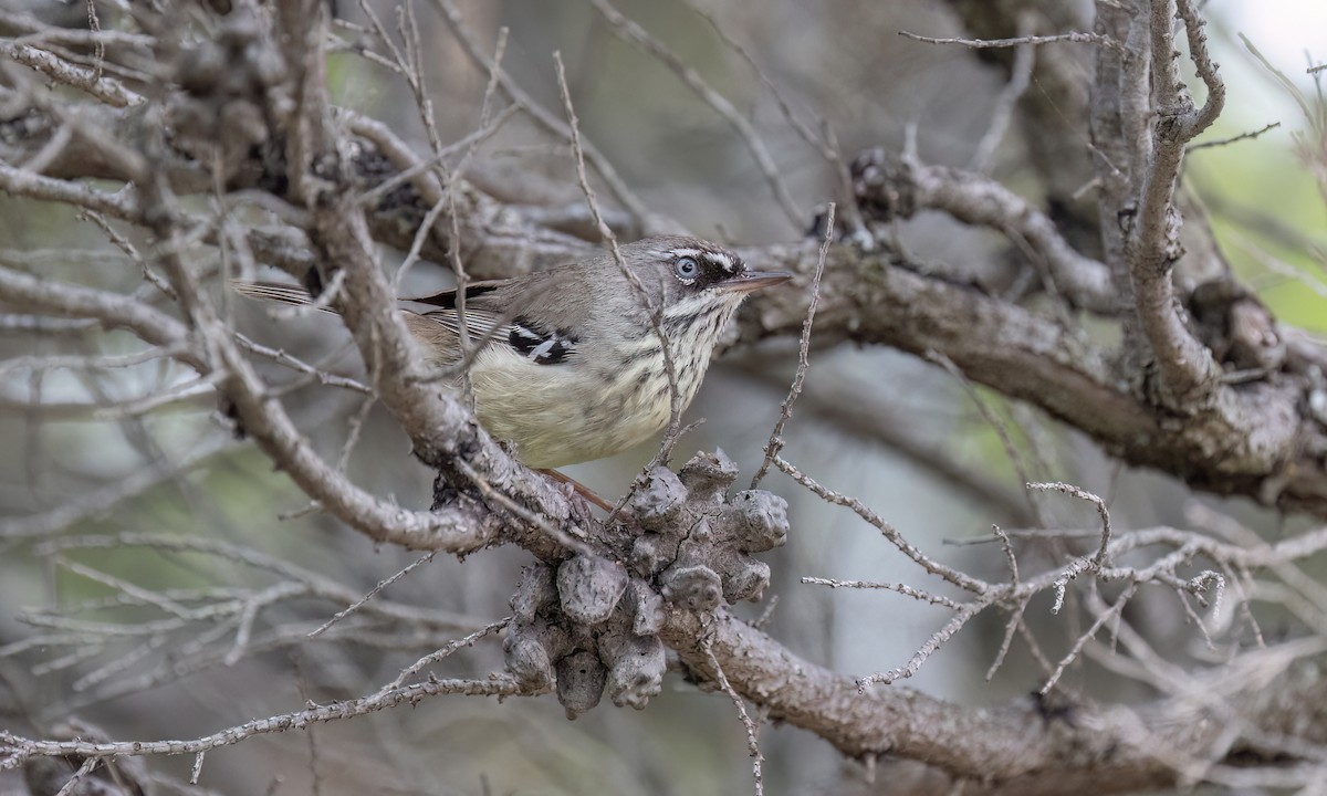 Spotted Scrubwren - ML650777805