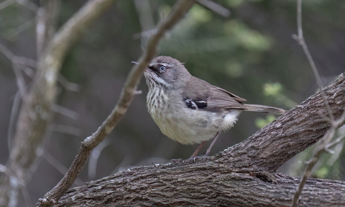 Spotted Scrubwren - ML650777806