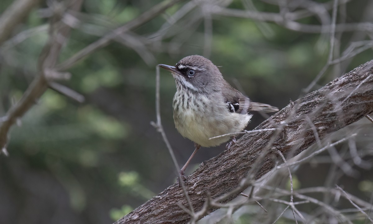 Spotted Scrubwren - ML650777807