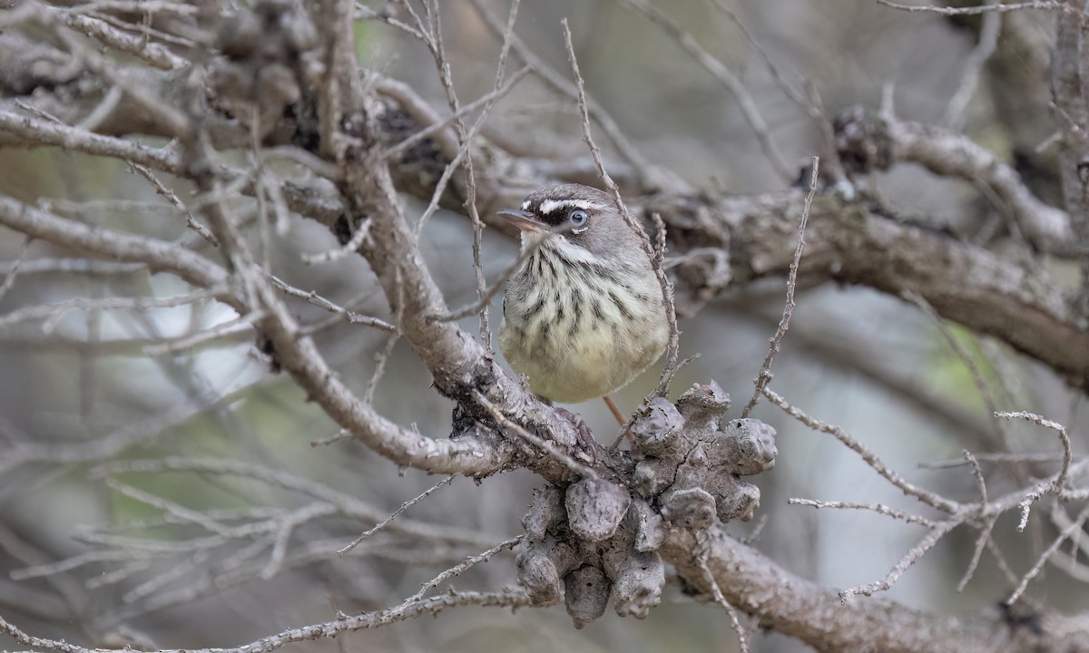 Spotted Scrubwren - ML650777808