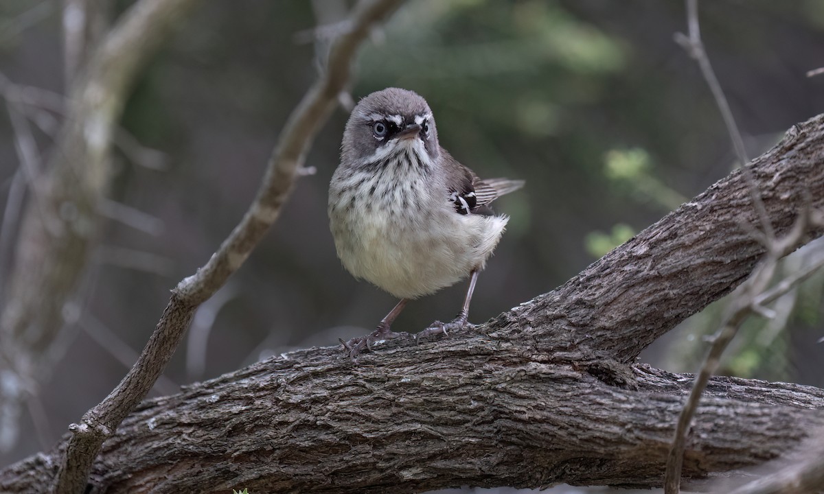 Spotted Scrubwren - ML650777809