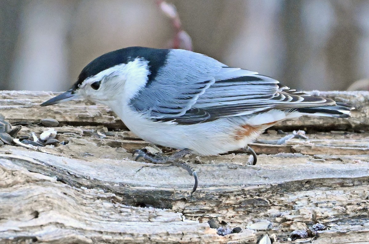 White-breasted Nuthatch - ML650777959