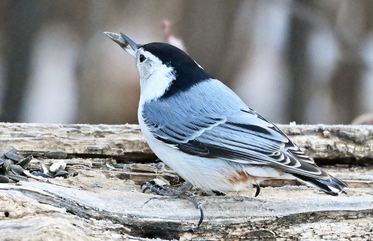 White-breasted Nuthatch - ML650777960
