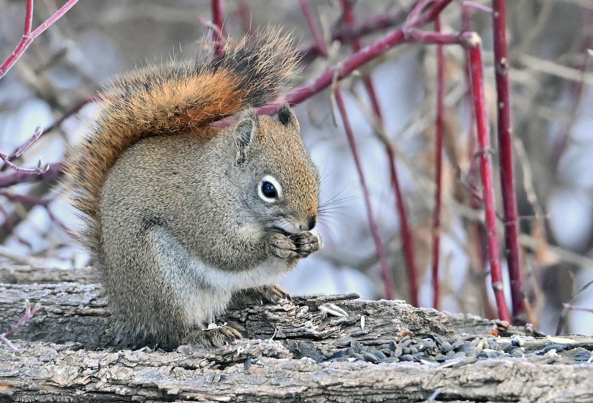 Mackenzie Red Squirrel - ML650777962