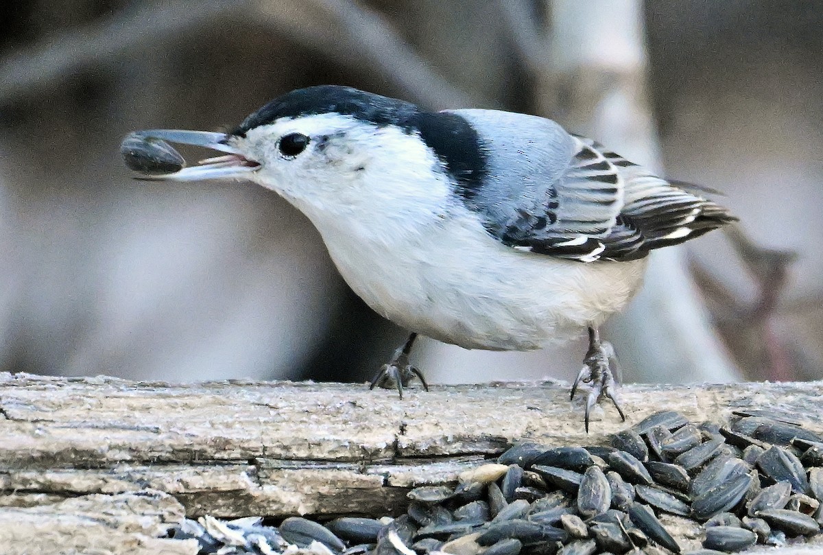 White-breasted Nuthatch - ML650778001