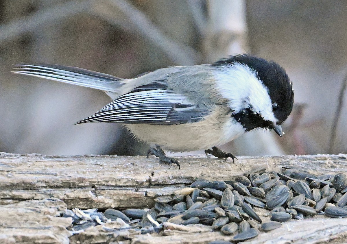 Black-capped Chickadee - ML650778003