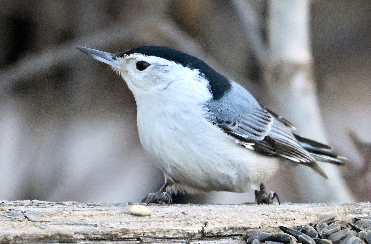 White-breasted Nuthatch - ML650778015