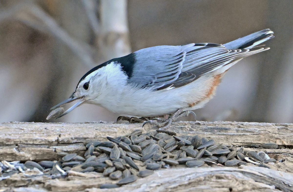 White-breasted Nuthatch - ML650778018