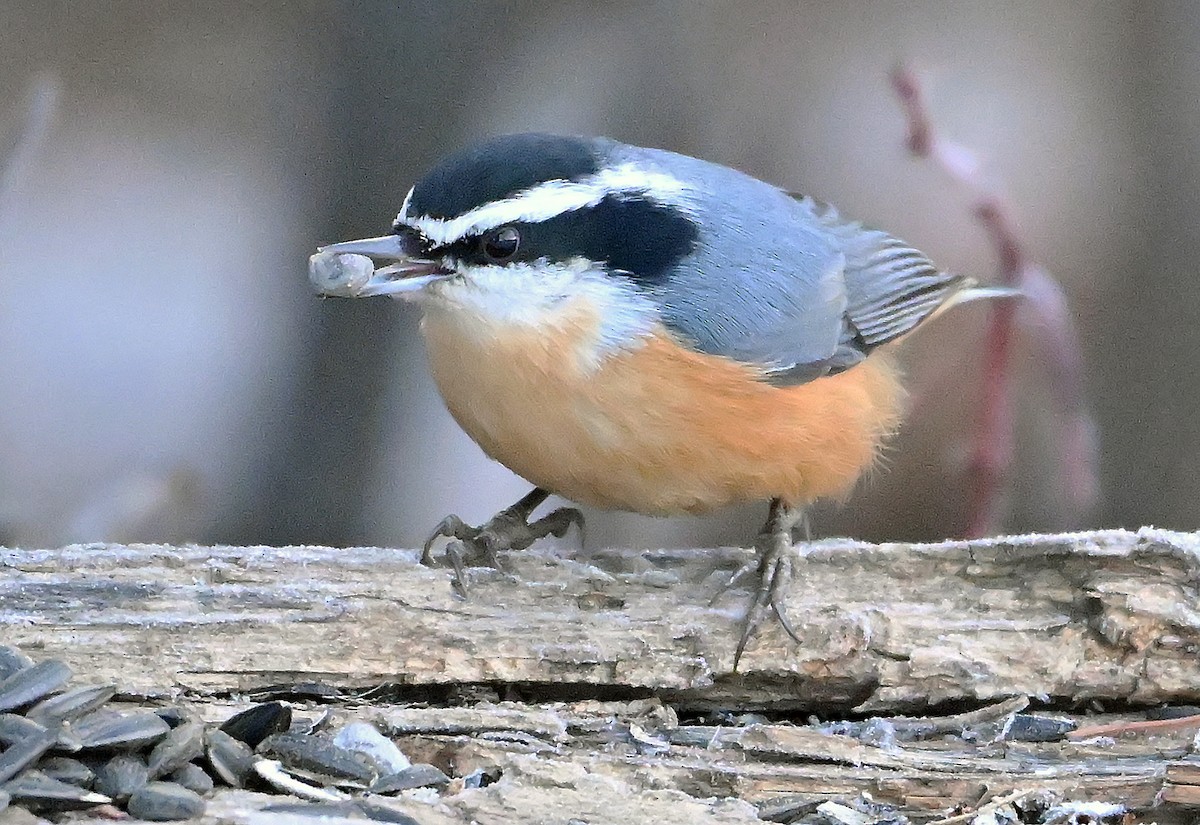 Garrapo kanadarra - ML650778022