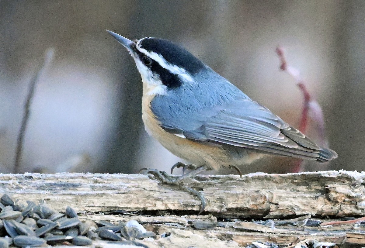 Garrapo kanadarra - ML650778031