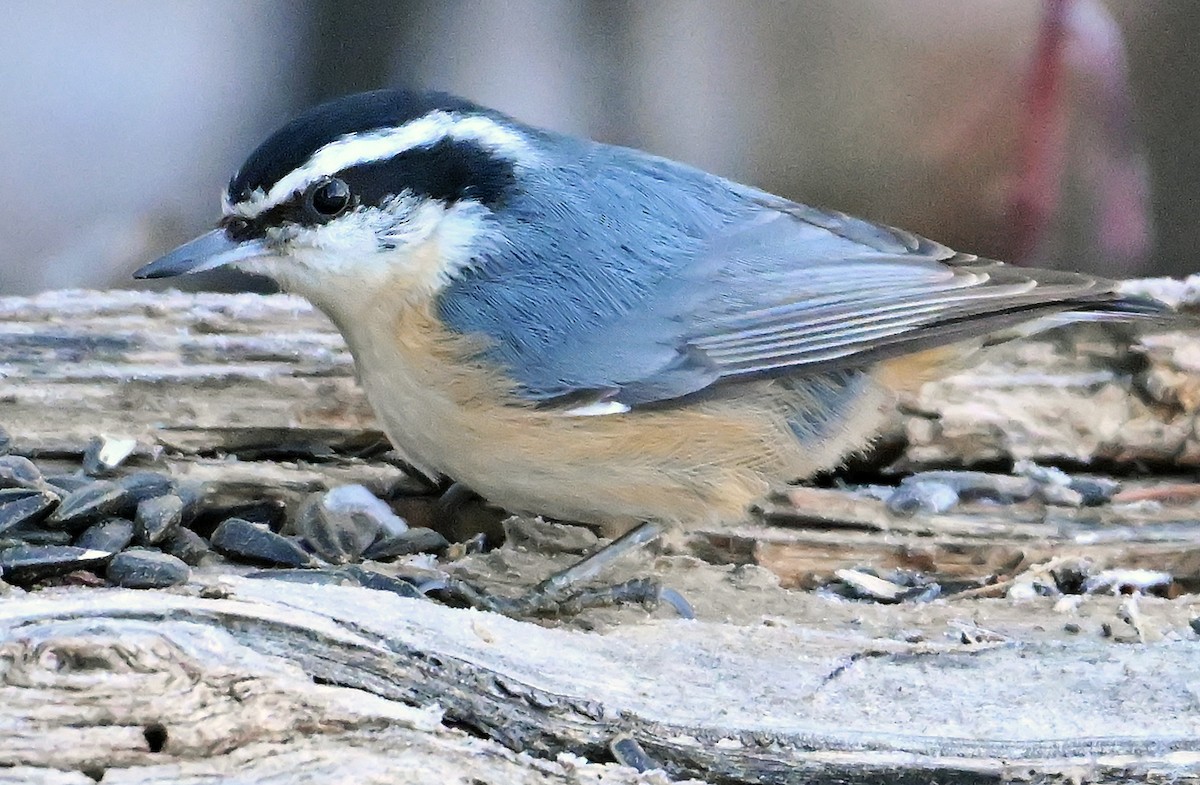 Garrapo kanadarra - ML650778040