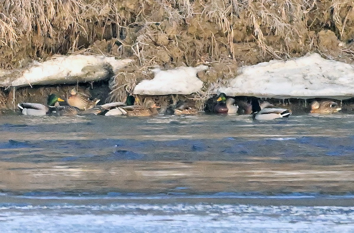 Basahatea - ML650778042