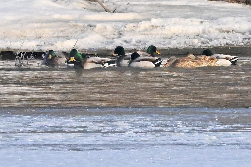 Basahatea - ML650778052