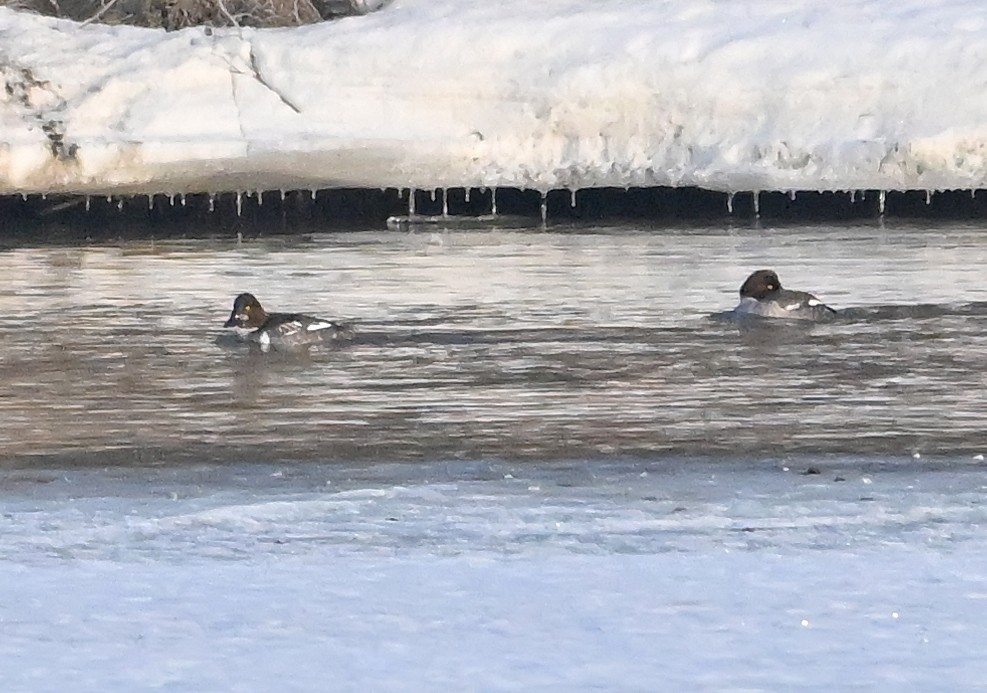 Murgilari urrebegia - ML650778060