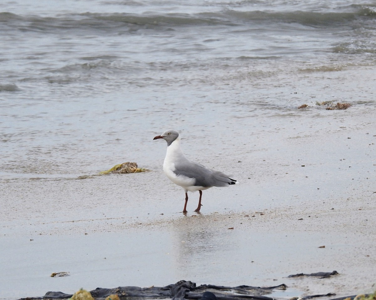 Gray-hooded Gull - ML650778061