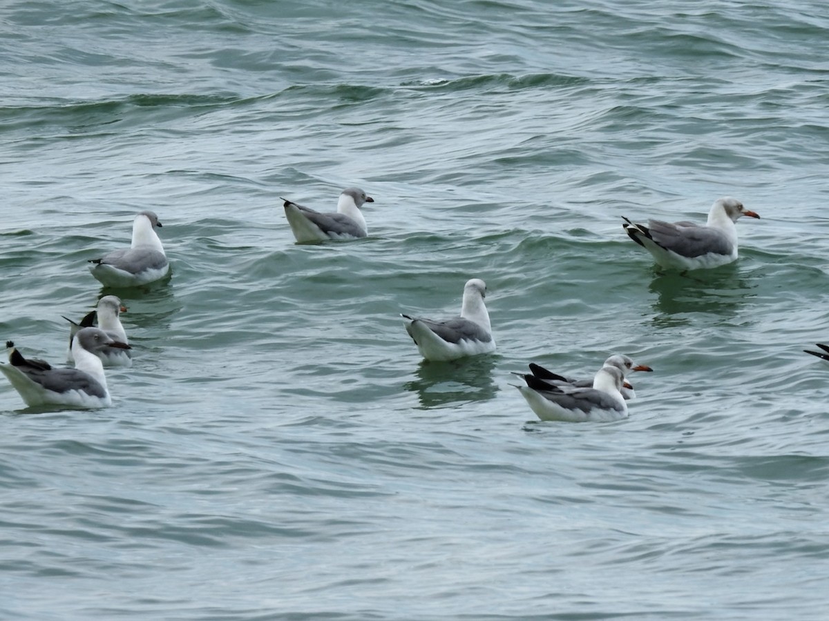 Gray-hooded Gull - ML650778098