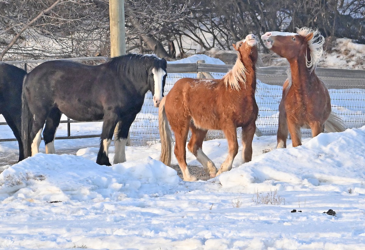 Domestic Horse - ML650778121