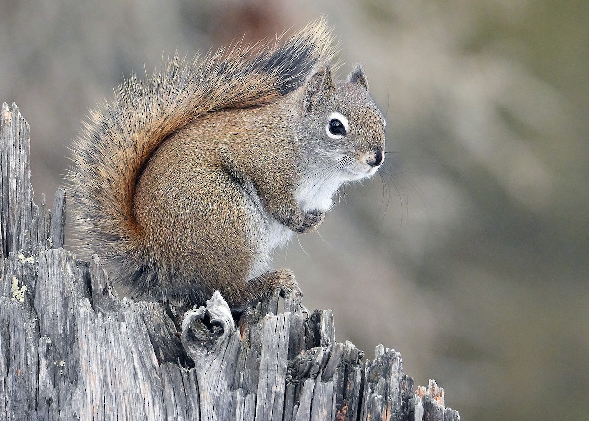 Mackenzie Red Squirrel - ML650778300