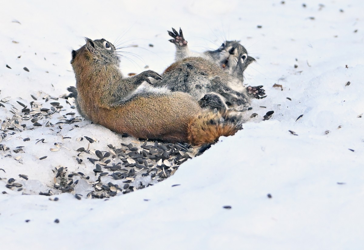 Mackenzie Red Squirrel - ML650778358