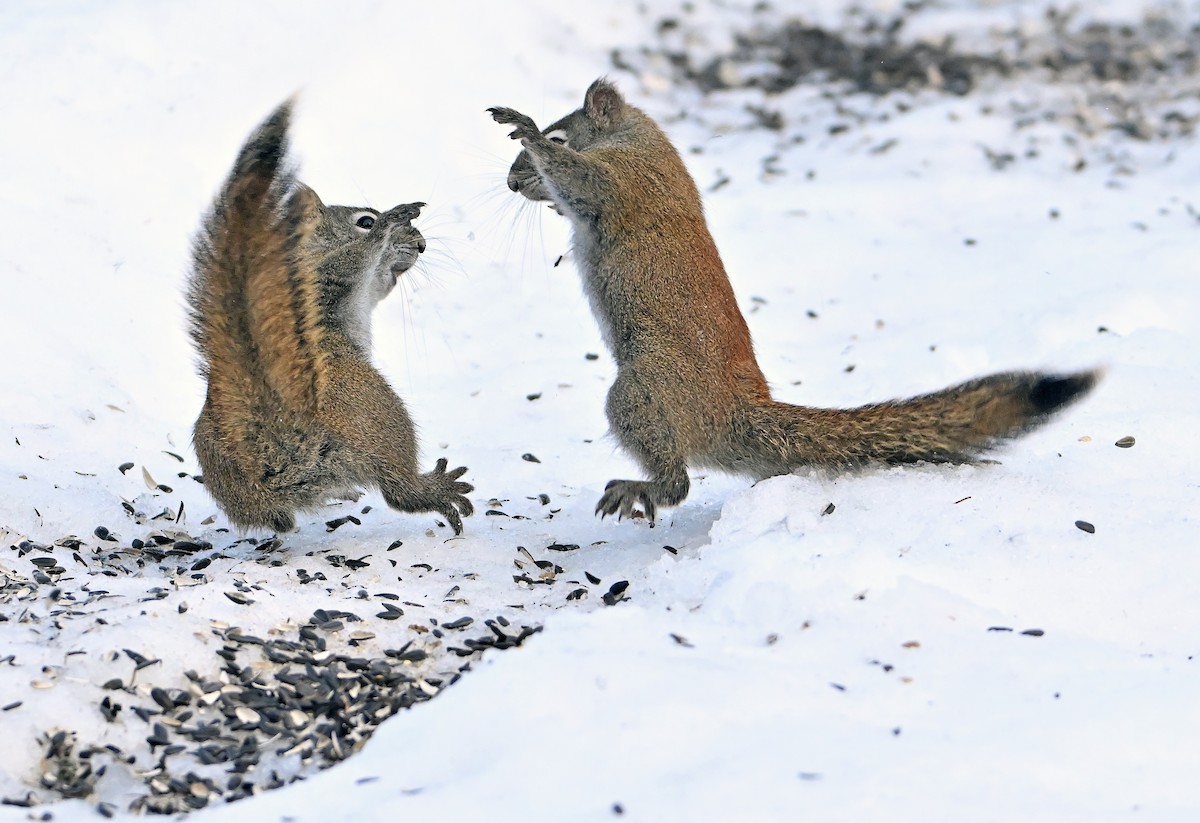 Mackenzie Red Squirrel - ML650778437
