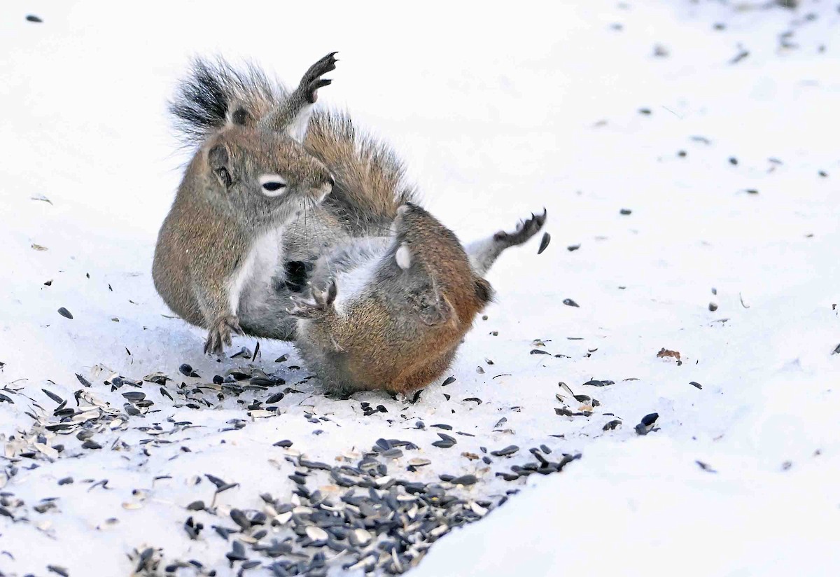 Mackenzie Red Squirrel - ML650778459