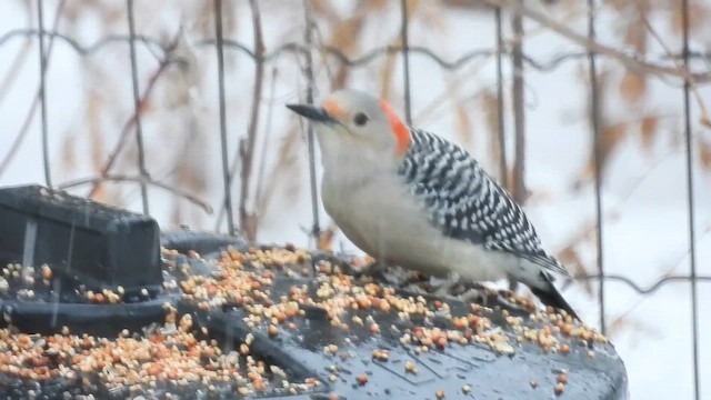 Red-bellied Woodpecker - ML650778479