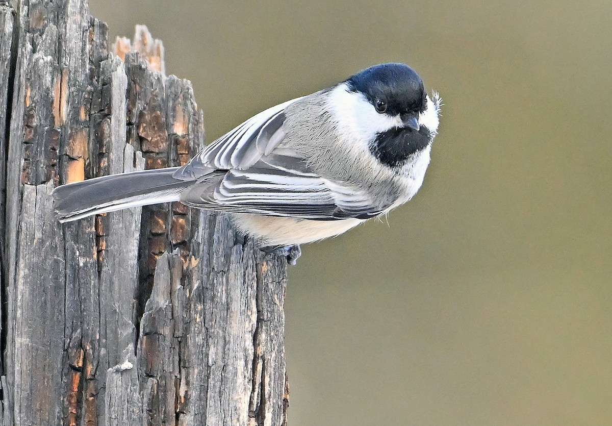Black-capped Chickadee - ML650778497