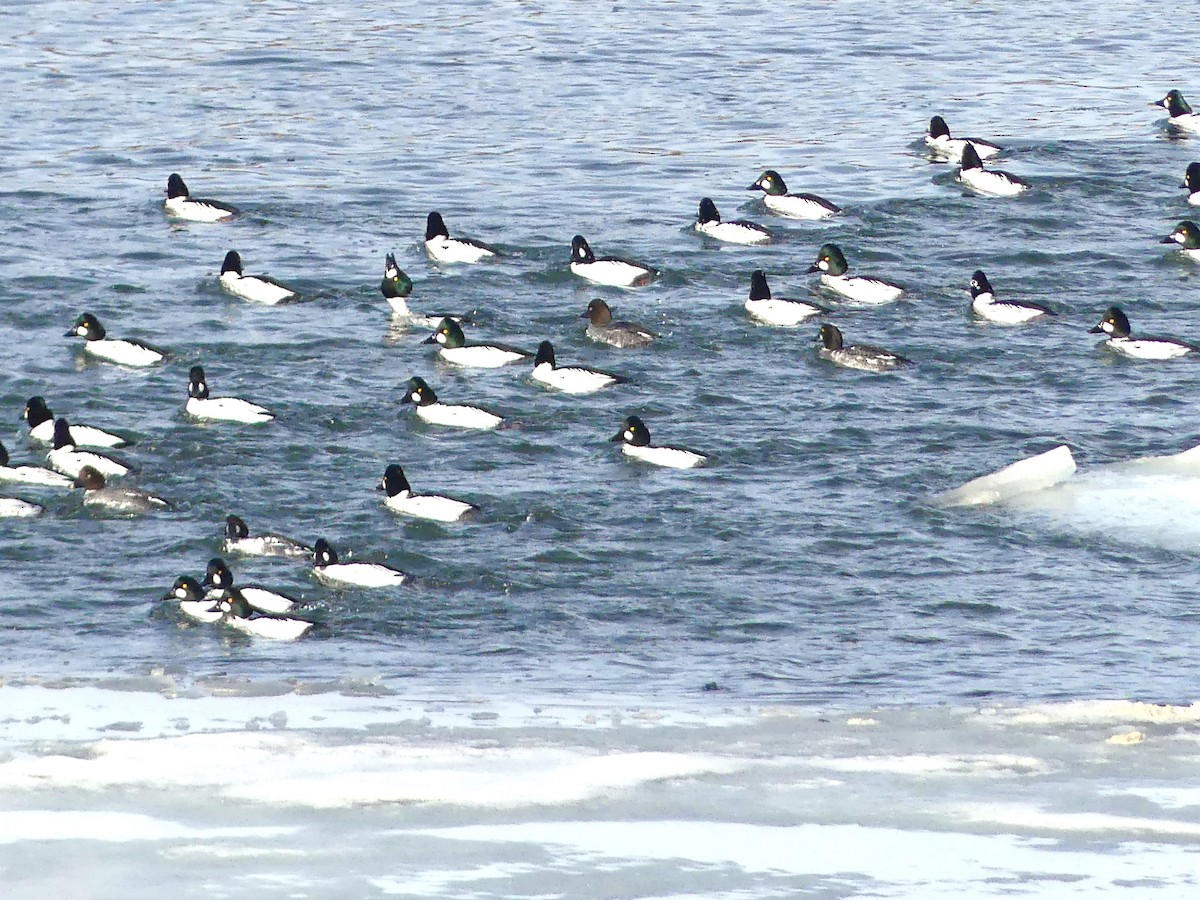 Murgilari urrebegia - ML650778777