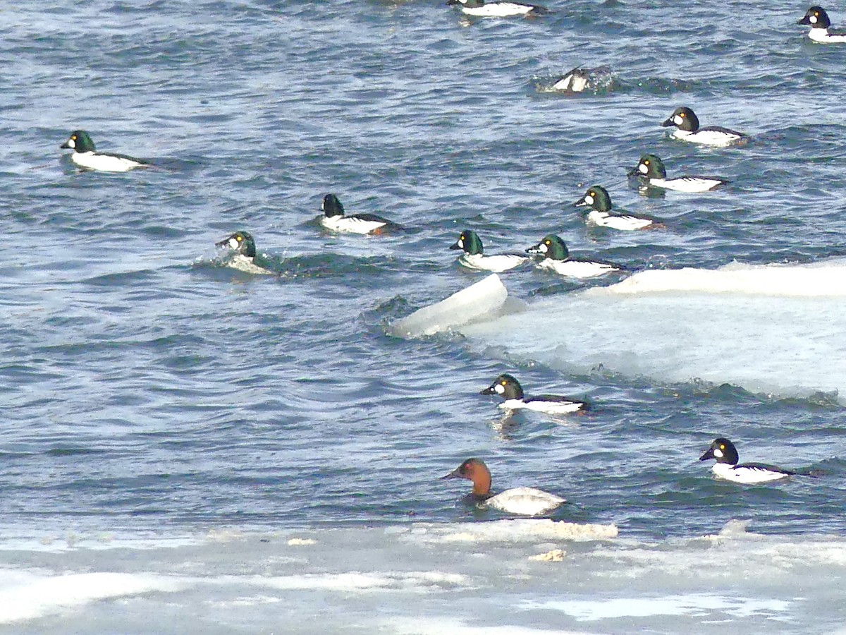 Murgilari bizkarzuria - ML650778794