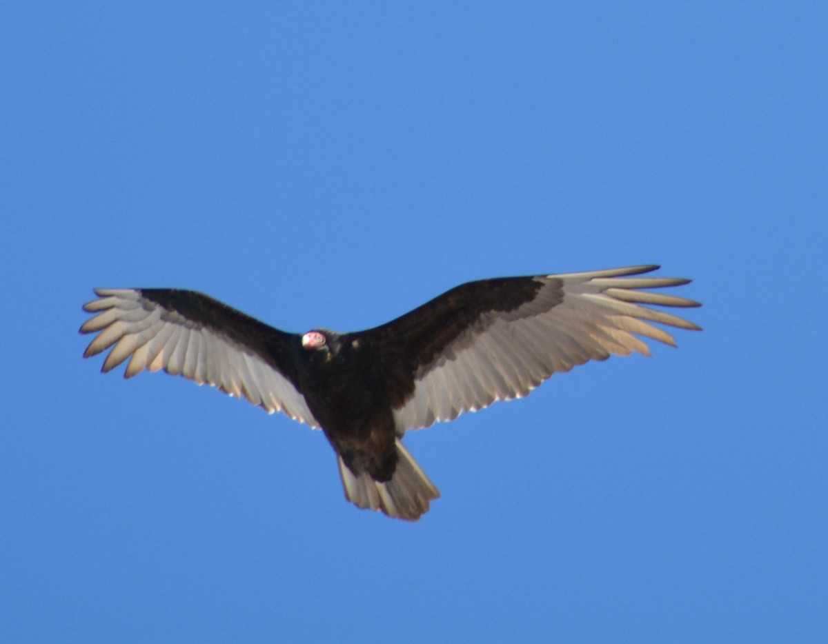 Катарта-индейка - ML650779817