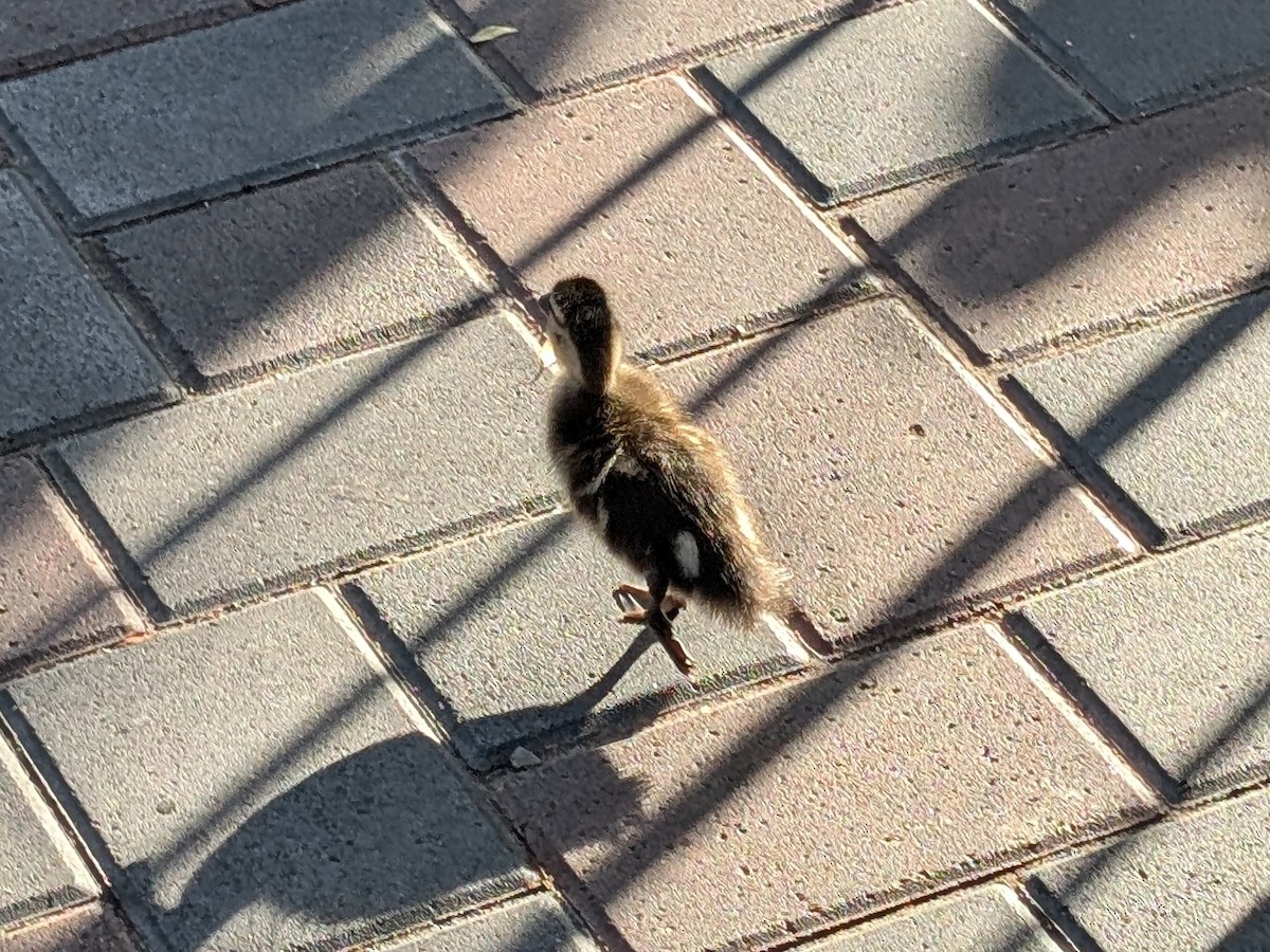 kachna divoká - ML650779937