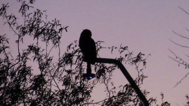 アメリカワシミミズク - ML650780435