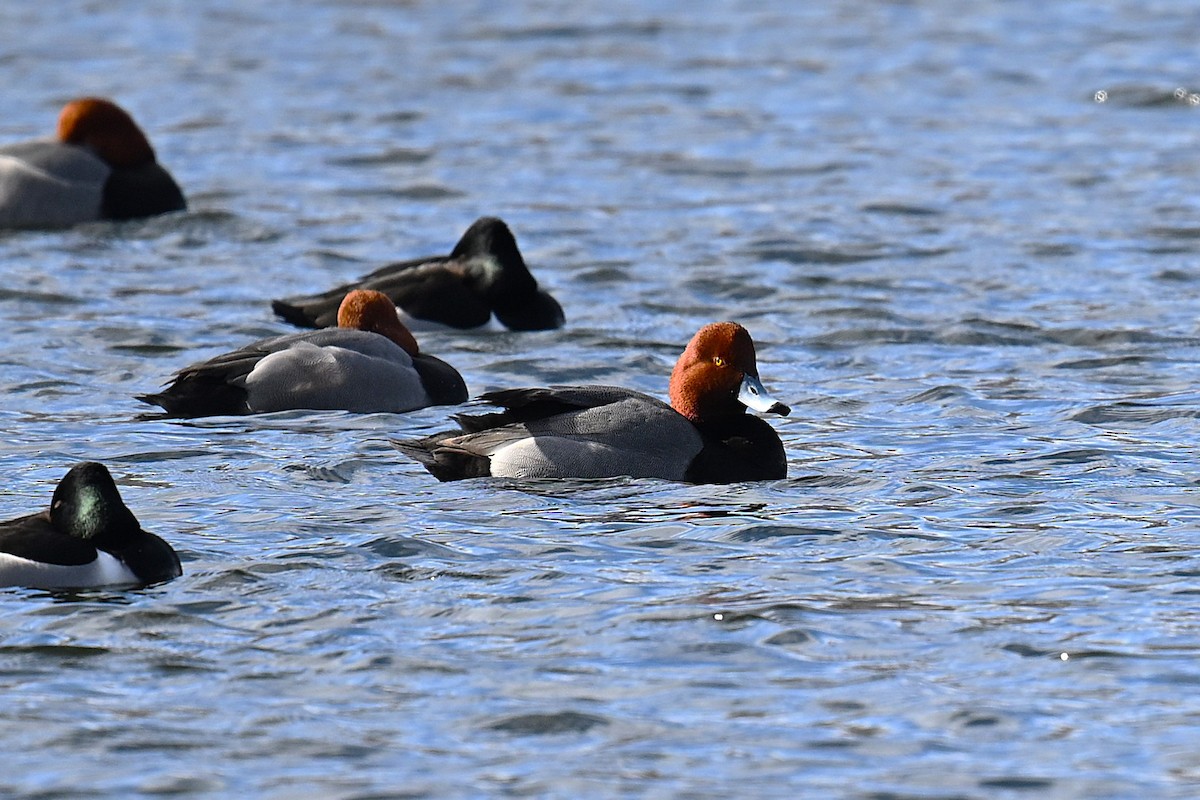 eBird Checklist - 12 Feb 2026 - Donald W. Barnes Boat Launch - 2 species