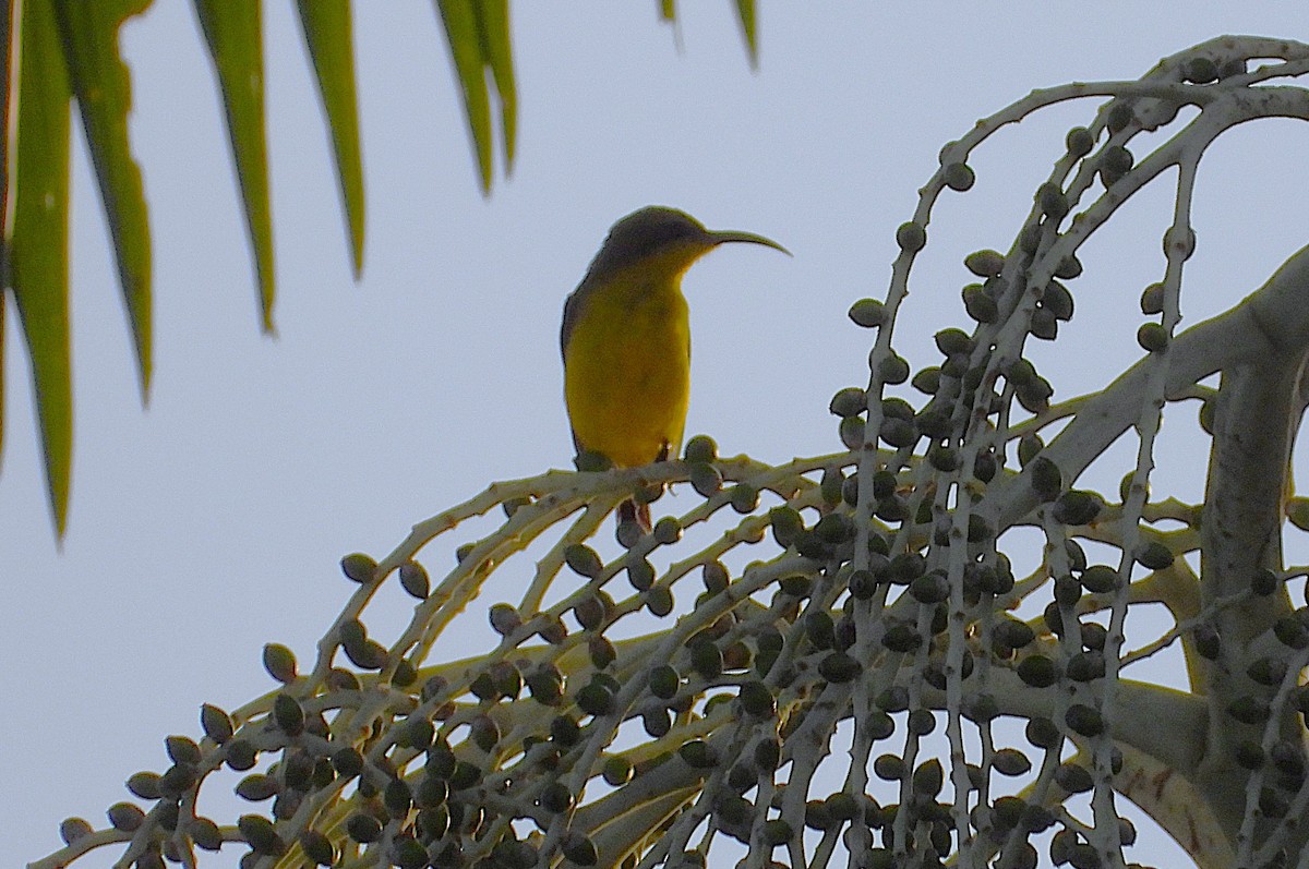 Sahul Sunbird - ML650781335