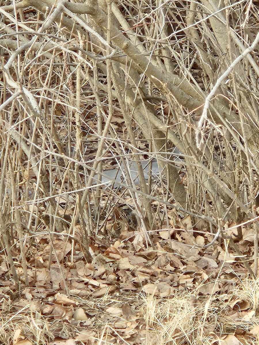 White-throated Sparrow - ML650781406