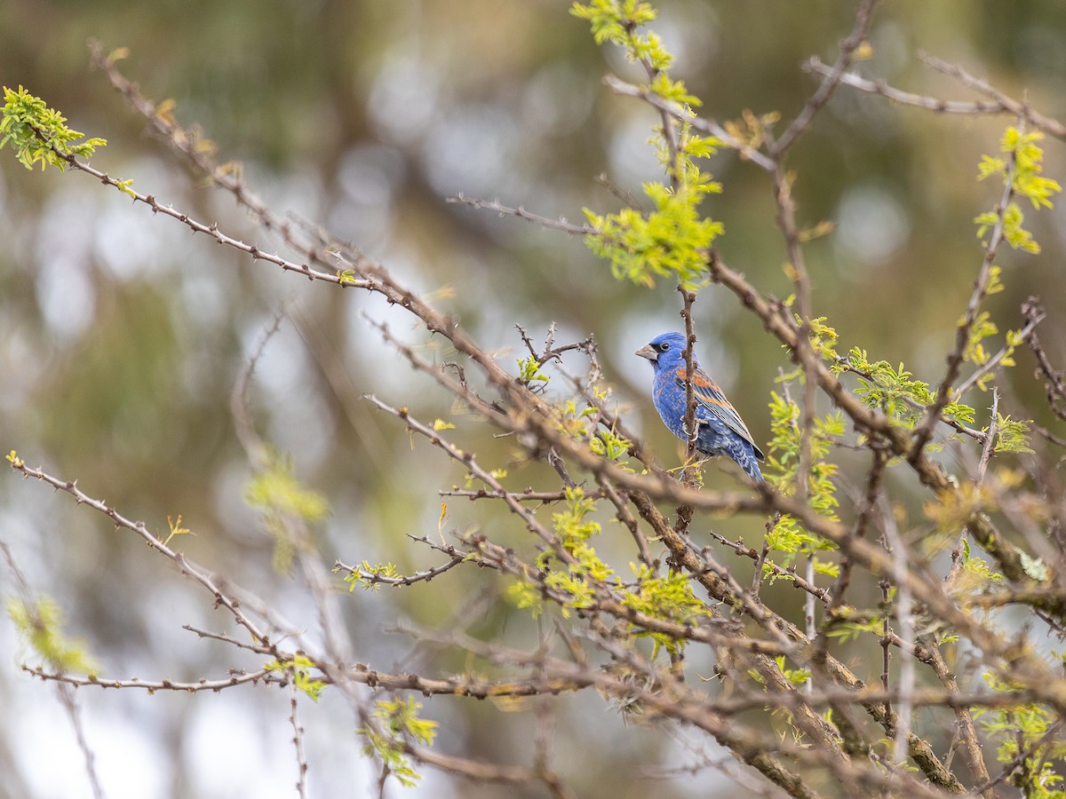 Blue Grosbeak - ML650781561