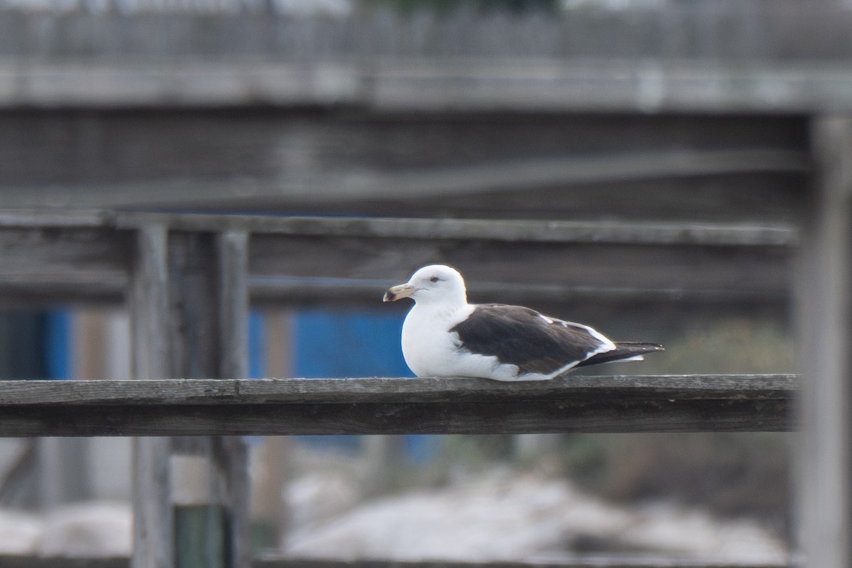 Kelp Gull - ML650781941