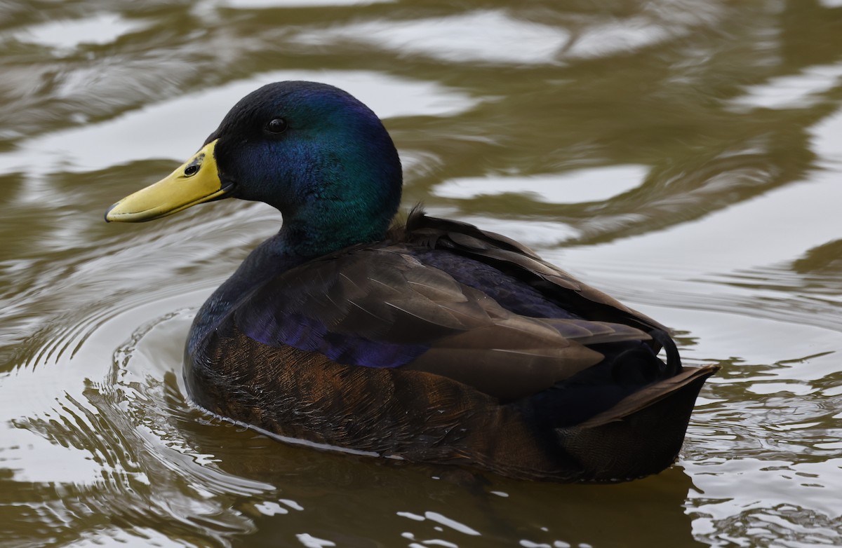 Mallard (Domestic type) - ML650781963