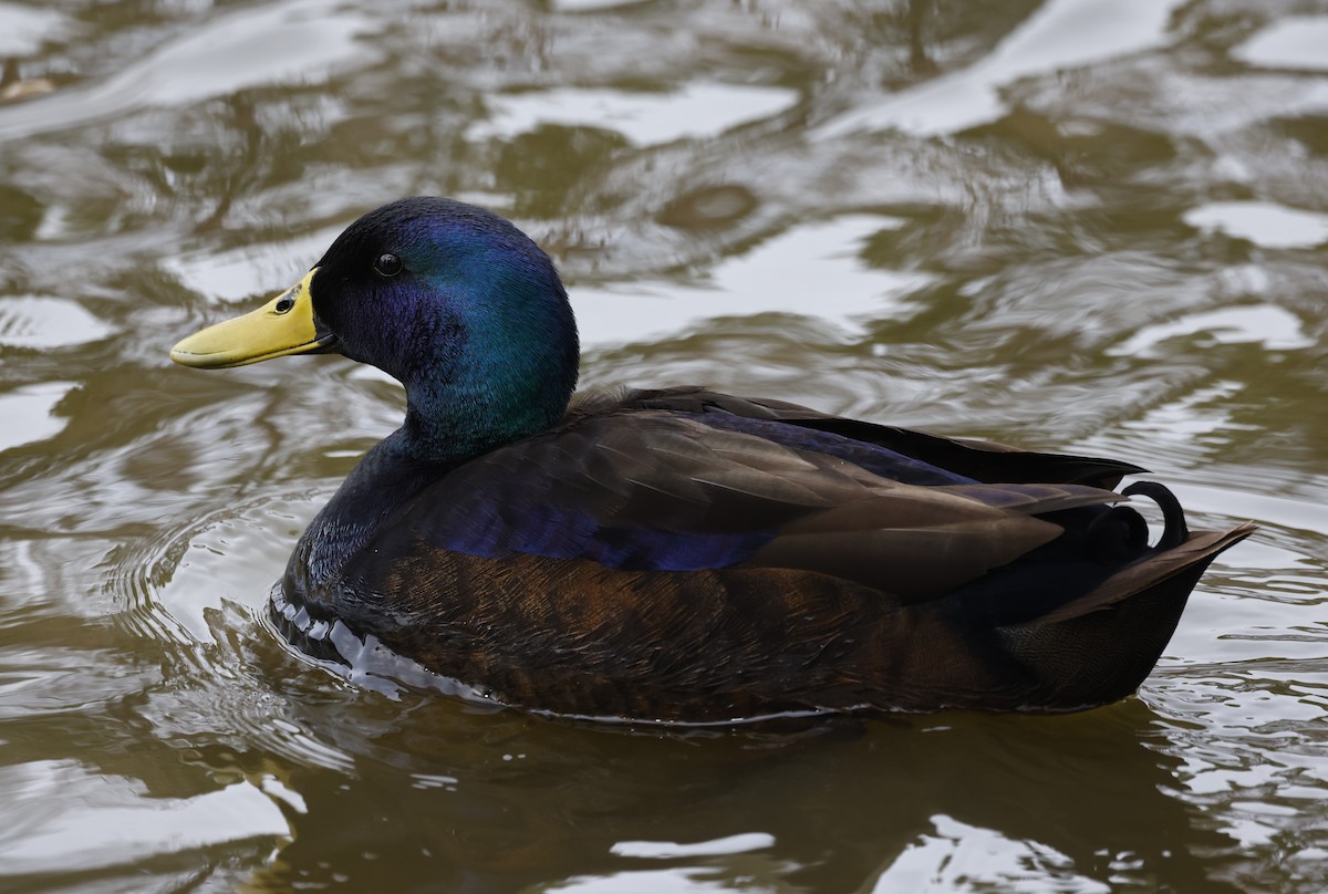 Mallard (Domestic type) - ML650781964