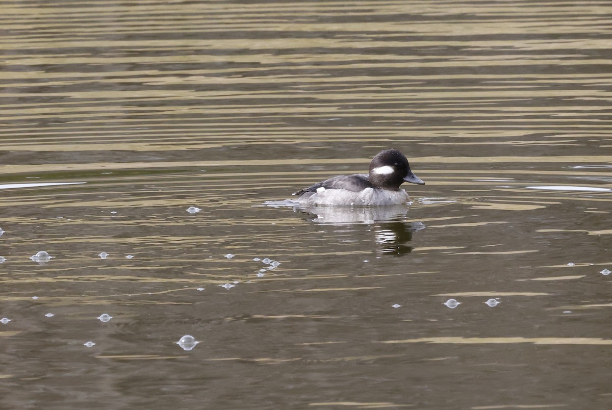 Bufflehead - ML650781974