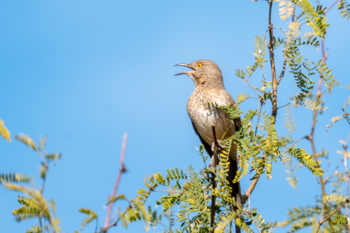 Bendire's Thrasher - ML650781979