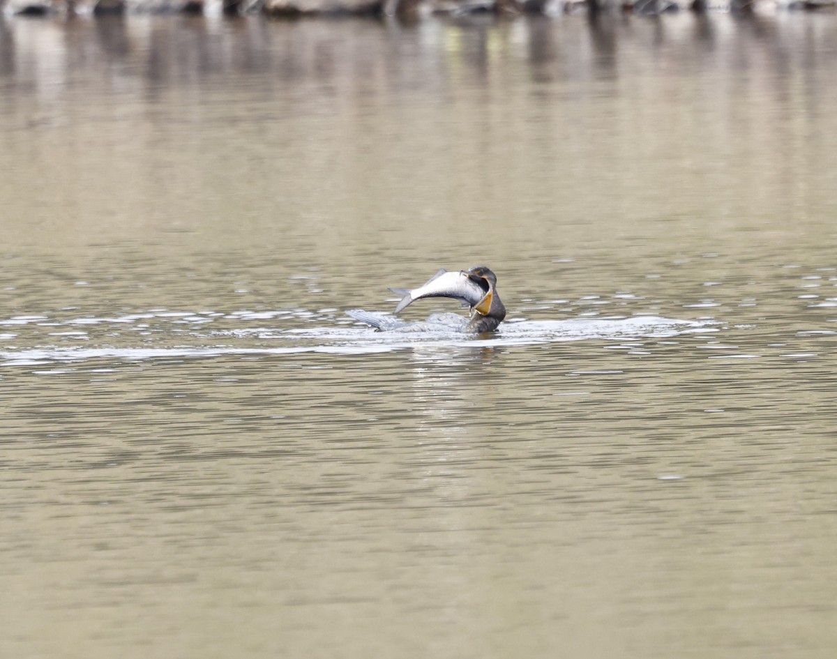 Double-crested Cormorant - ML650781994